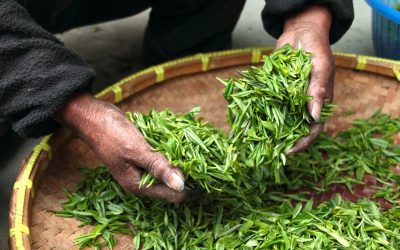 Żywieniowy powrót do przeszłości czyli przypadek zielonej herbaty