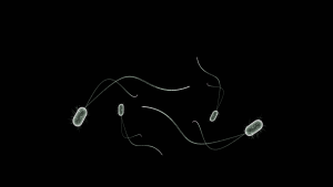 mikrobiota, mikroflora jelitowa, mikrobiom, dysbioza, odchudzanie, Poradnia dietetyczna Erbe