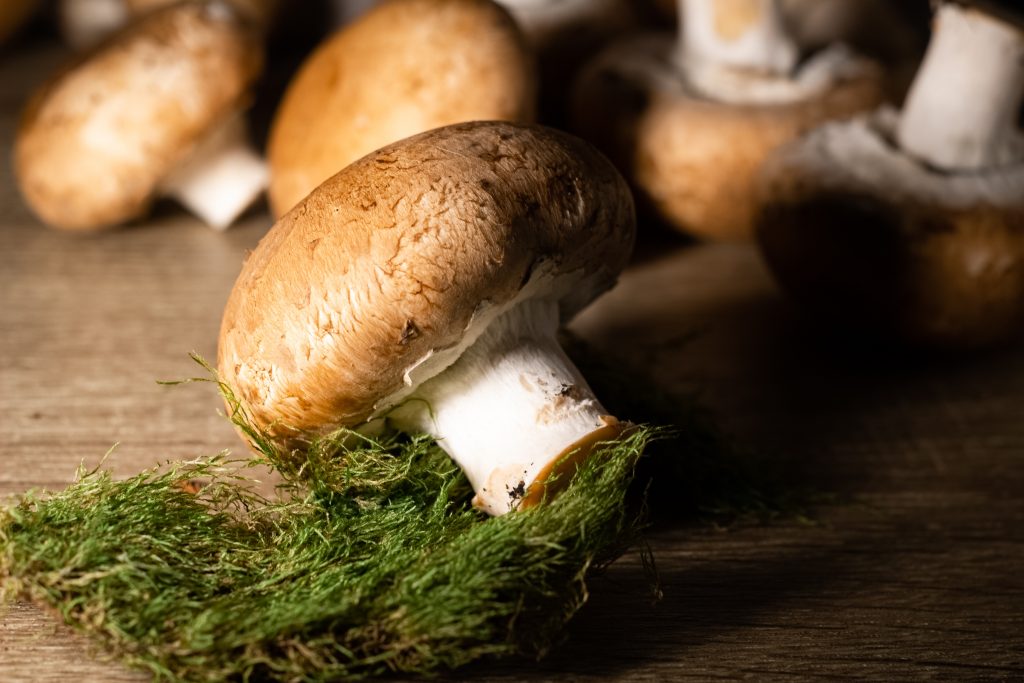 pieczarka portobello